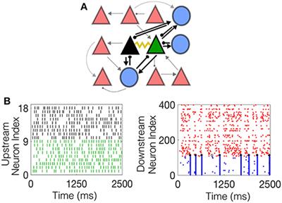 A Role for Electrotonic Coupling Between Cortical Pyramidal Cells